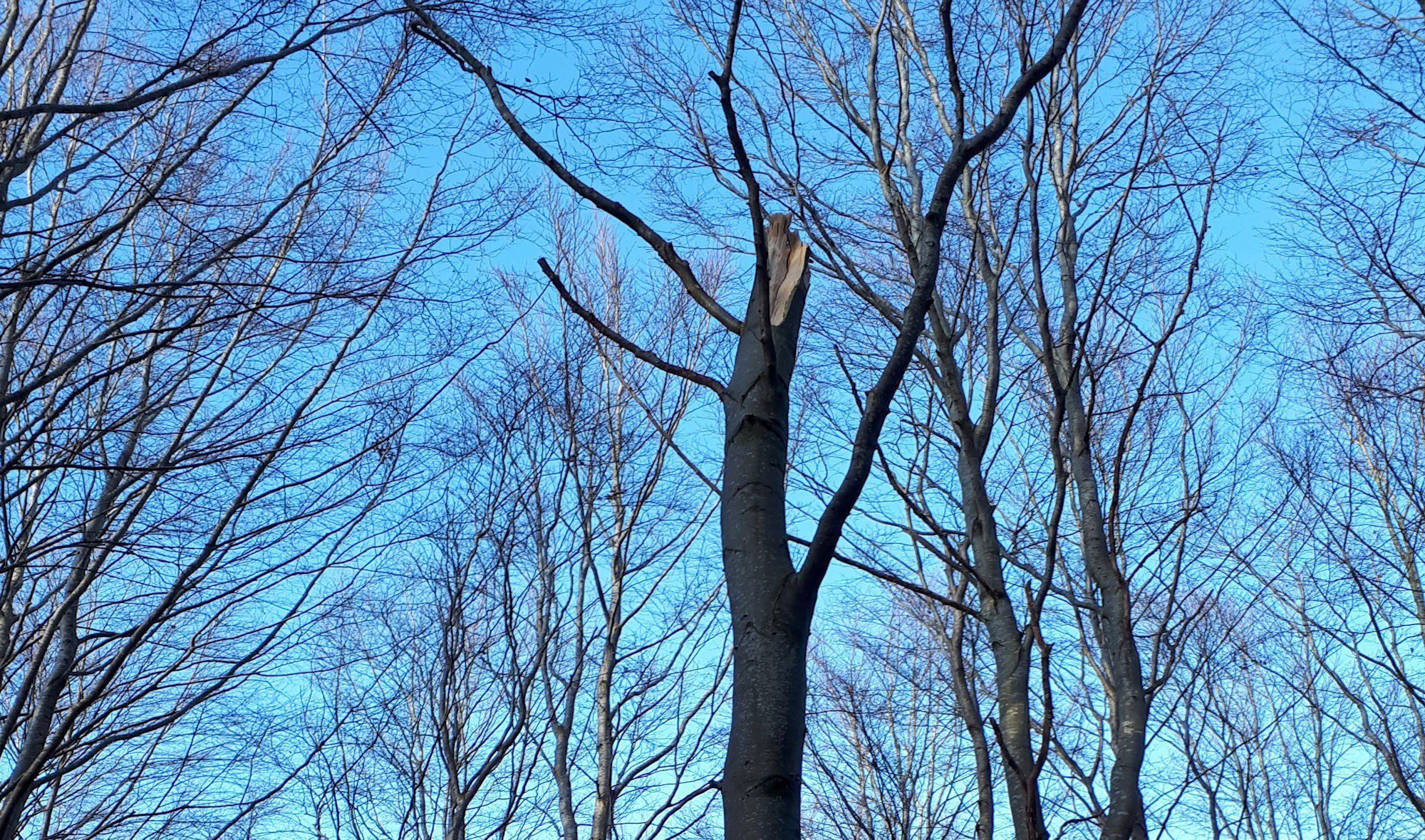 Trækroner sprængt væk for at skabe lys i skovbunden.