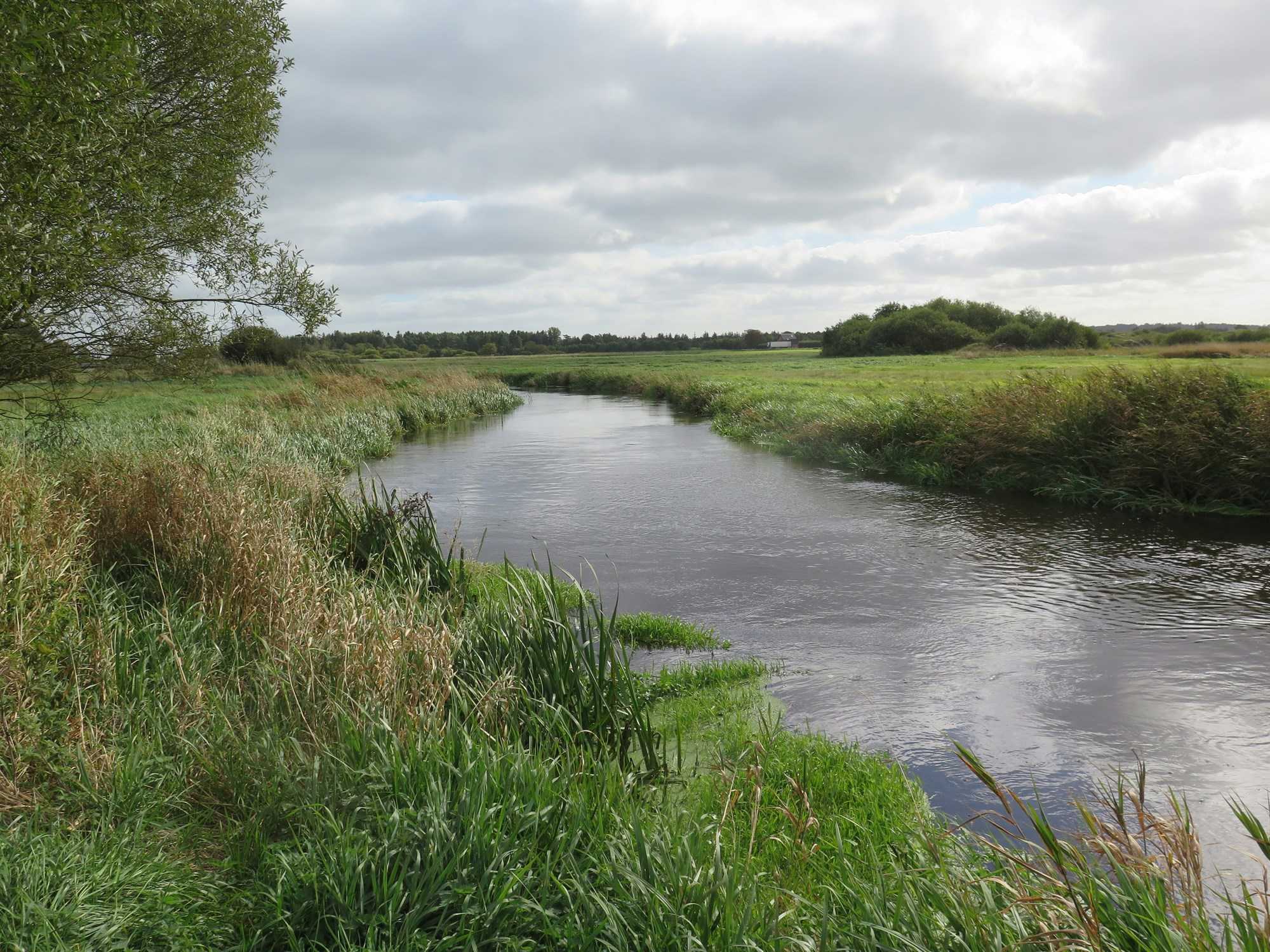 Å-løb gennem grønt sommerlandskab