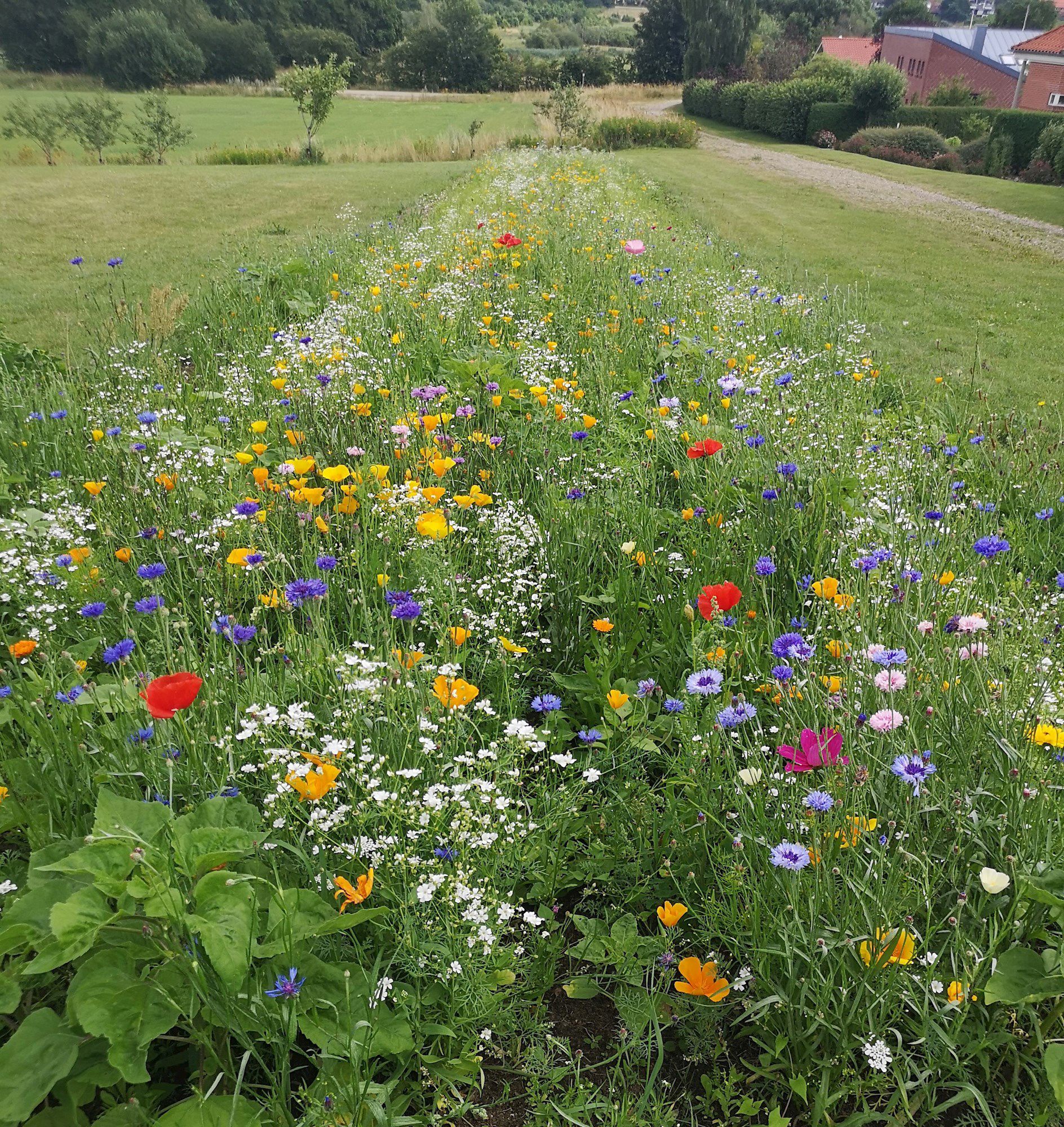 Smukke vilde blomster som er resultatet af såning i foråret 2021. Grundejerforeningen på Arildsvej.