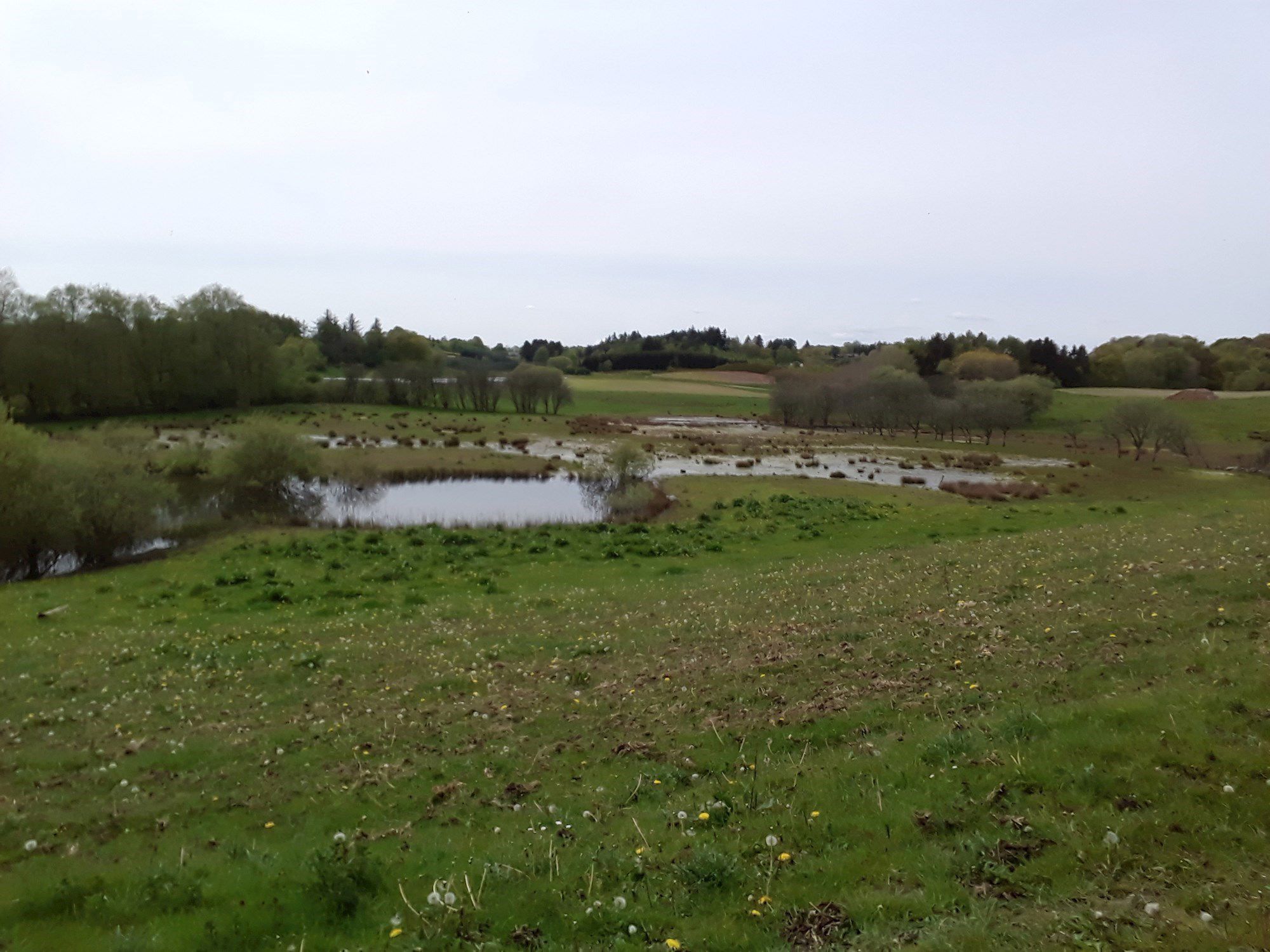 Forårs eng med mose