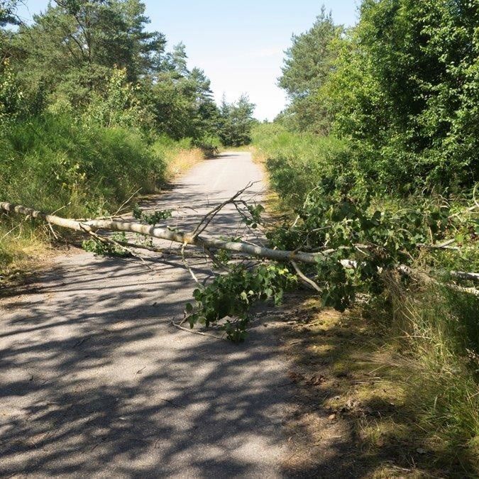 Træ der er væltet hen over en sti