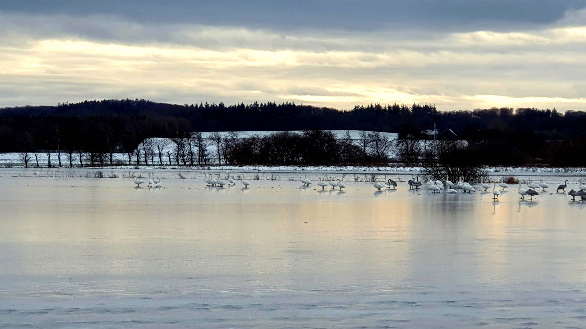 Tilfrosset sø med svaner på isen