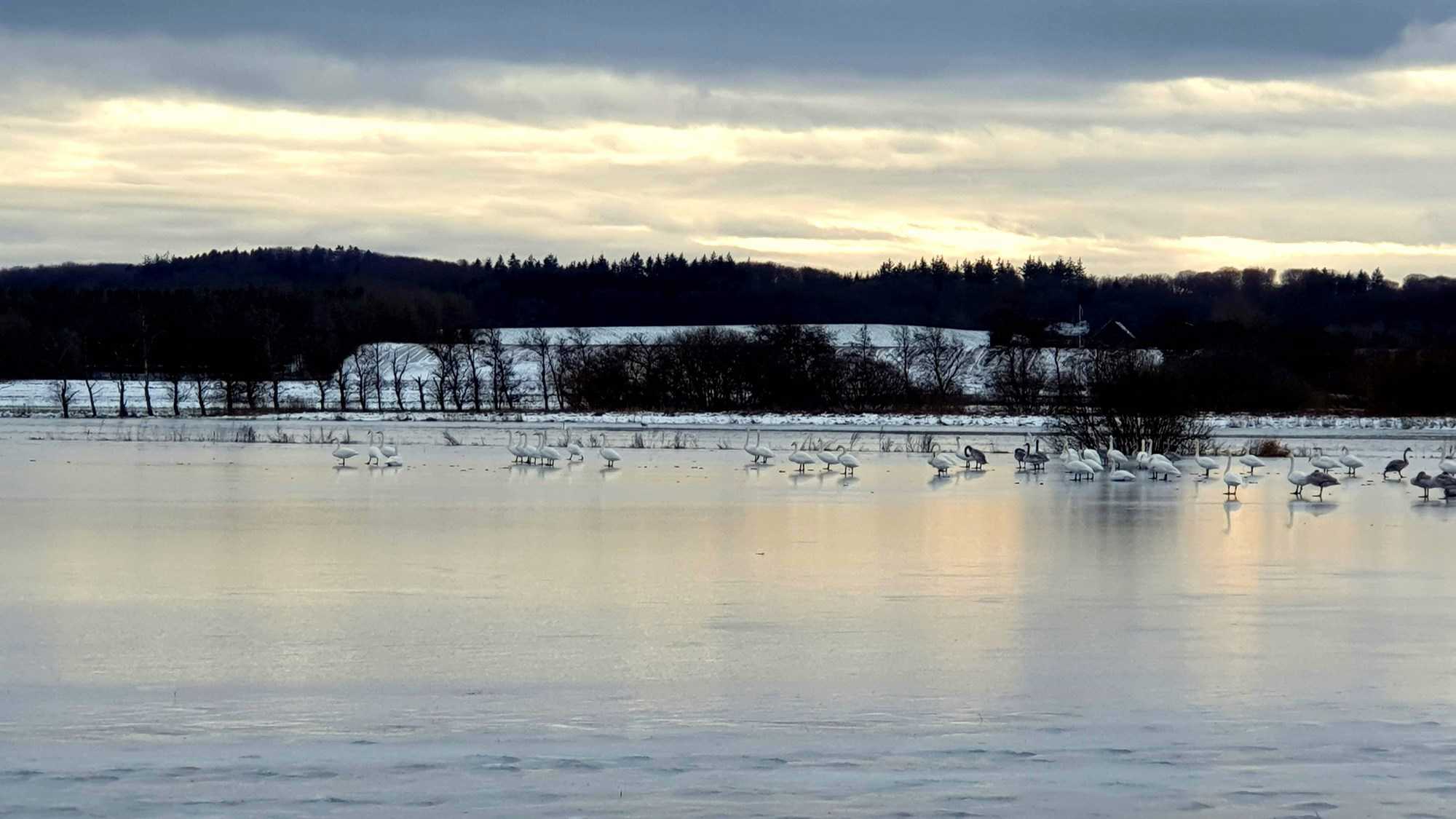 Tilfrosset sø med svaner på isen