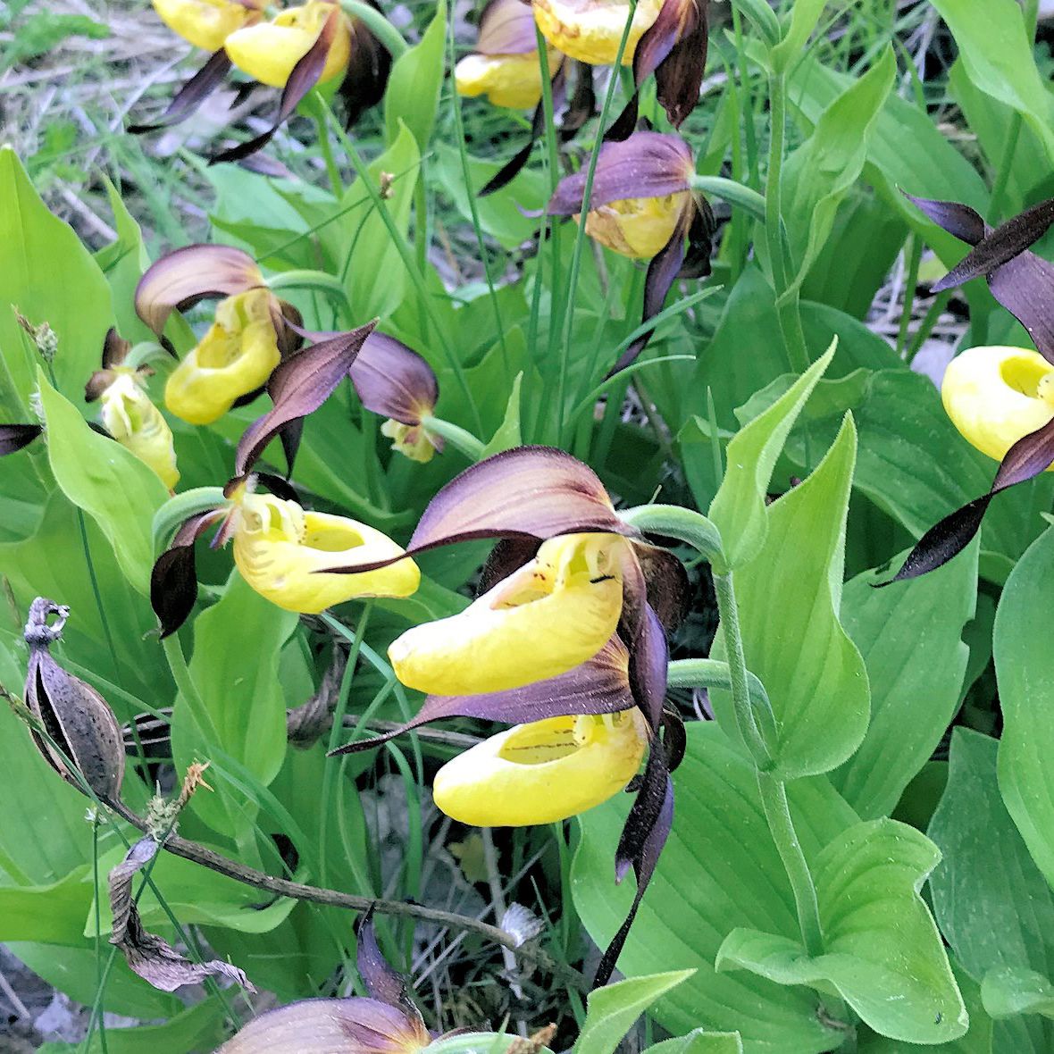 Planten Fruesko
