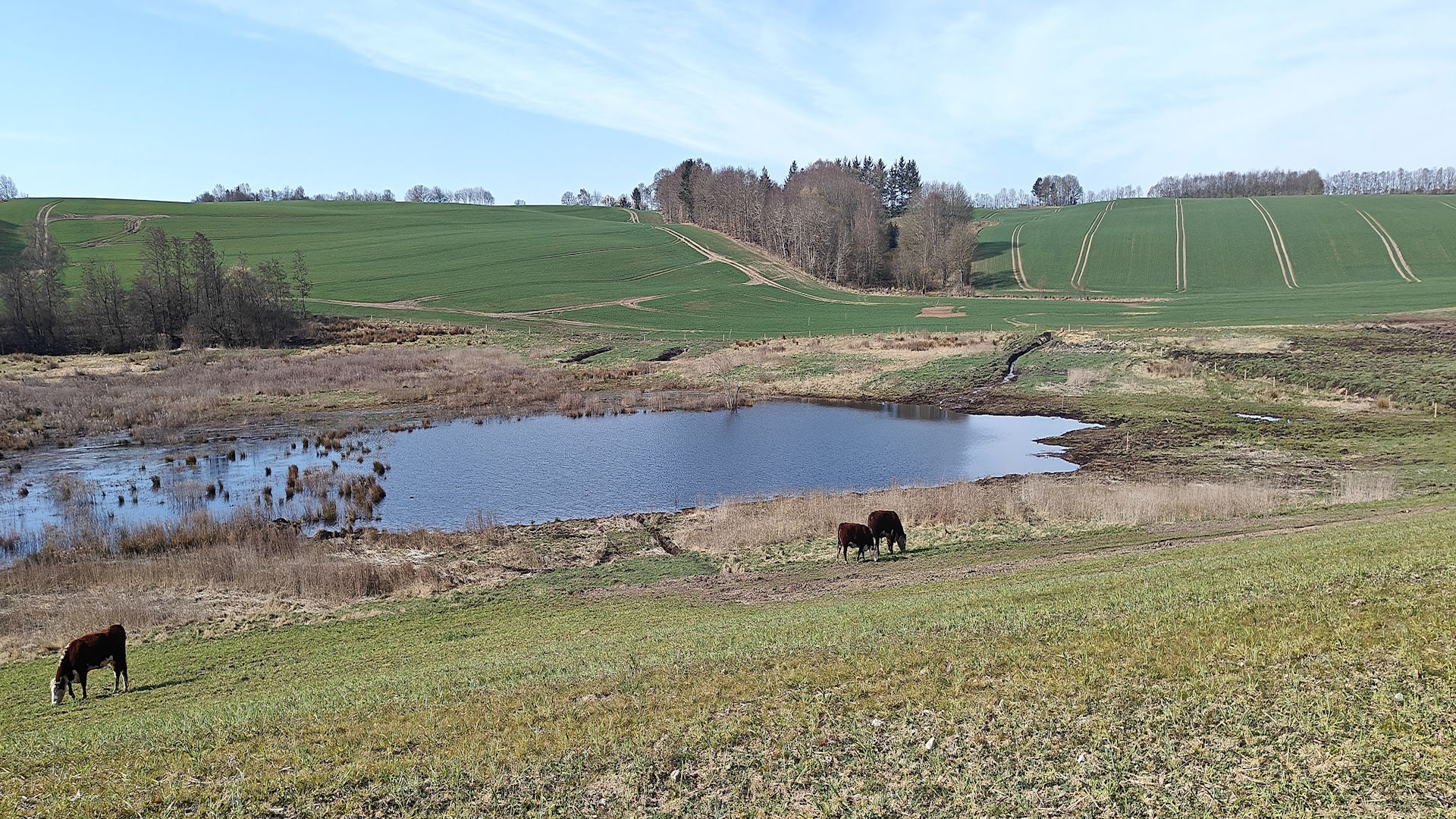 Kvæg der græsser ved en lille sø