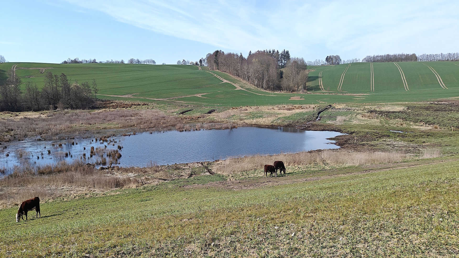 Kvæg der græsser ved en lille sø