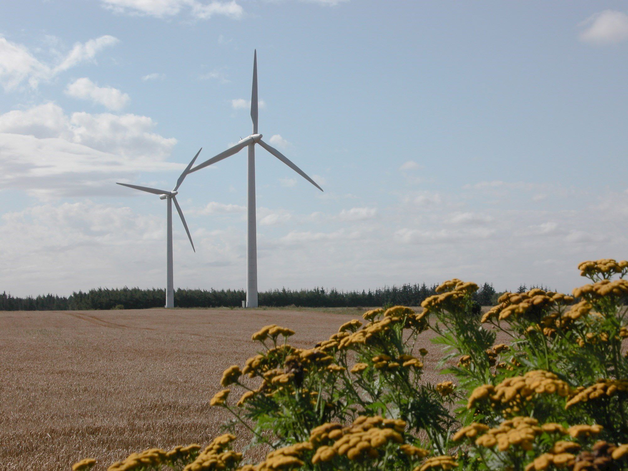 To vindmøller ved Karup, på en moden kornmark og med rejnfan i forgrunden